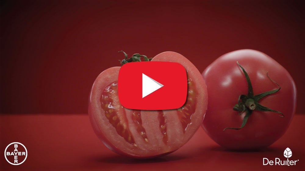 The art of tomato movie