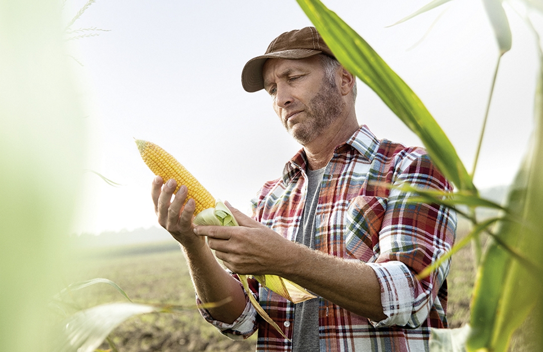 Row Crop Protection | Crop Science | Bayer - South Africa